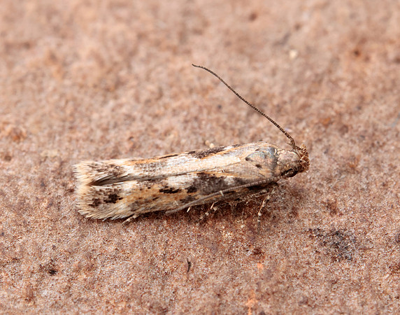35.131 BF829 Caryocolum marmorea