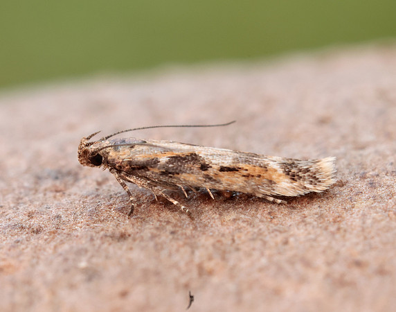 35.131 BF829 Caryocolum marmorea