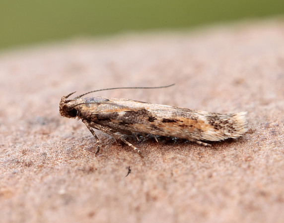 35.131 BF829 Caryocolum marmorea