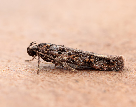 35.146 BF776 Teleiopsis diffinis