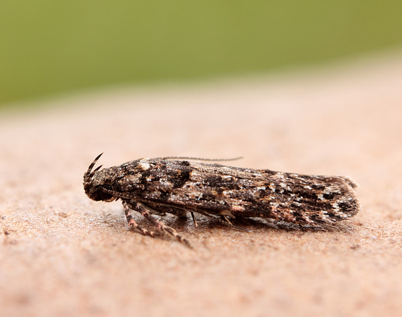 35.146 BF776 Teleiopsis diffinis