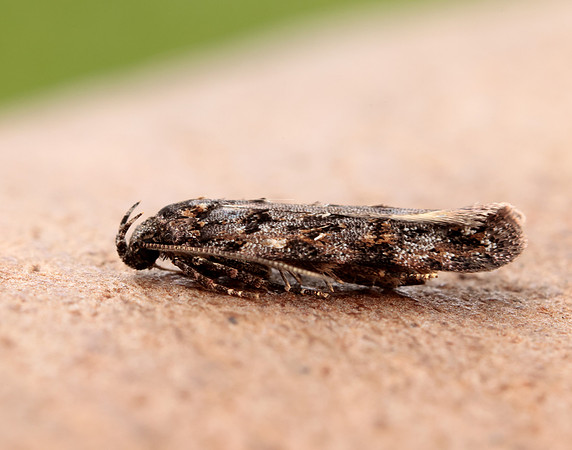 35.146 BF776 Teleiopsis diffinis