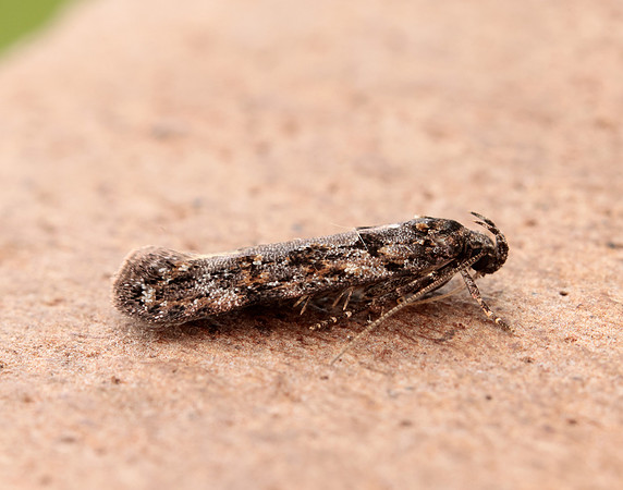 35.146 BF776 Teleiopsis diffinis