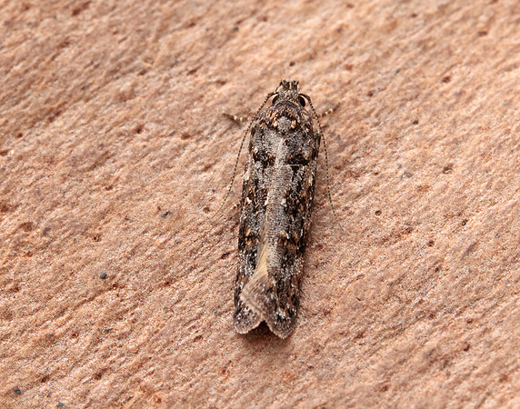 35.146 BF776 Teleiopsis diffinis