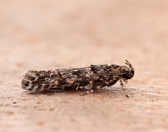 35.146 BF776 Teleiopsis diffinis