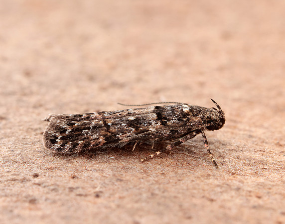 35.146 BF776 Teleiopsis diffinis