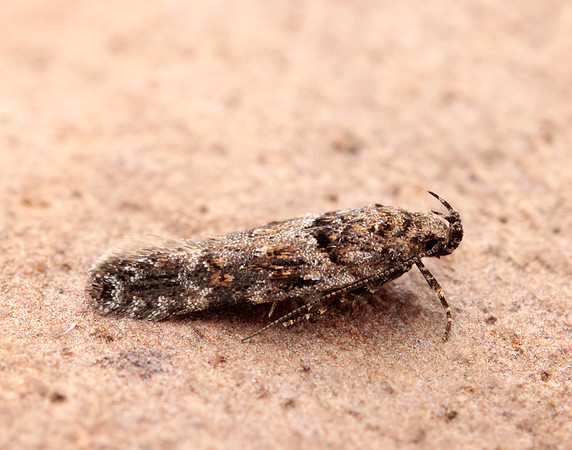 35.146 BF776 Teleiopsis diffinis