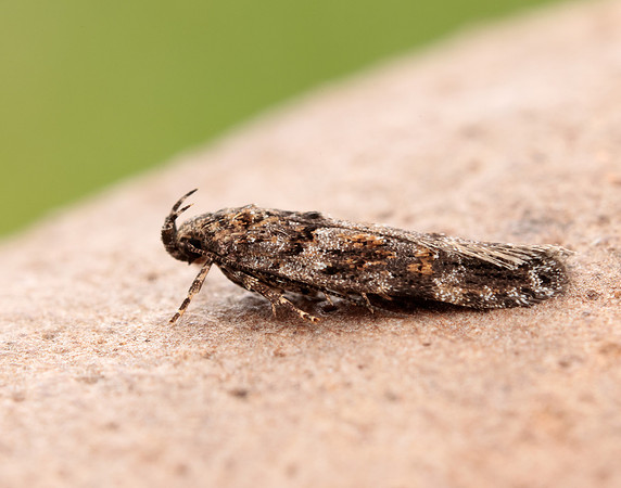 35.146 BF776 Teleiopsis diffinis