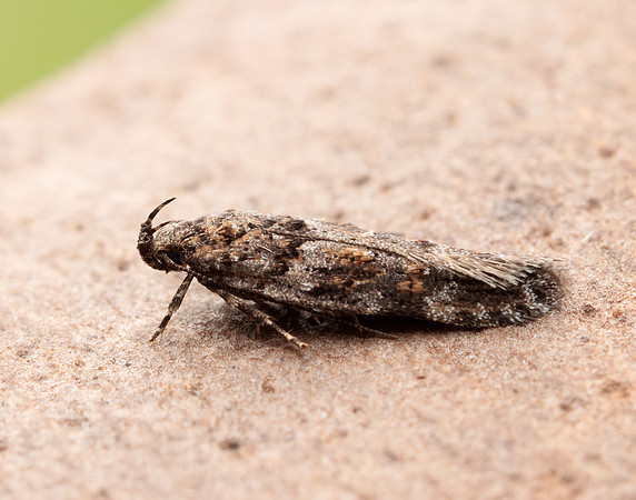 35.146 BF776 Teleiopsis diffinis