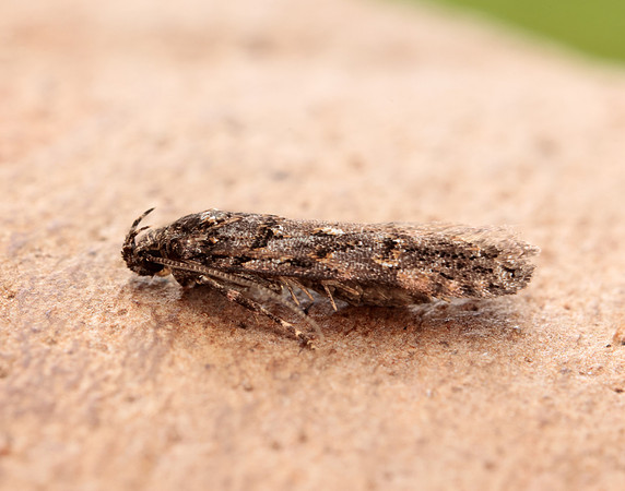 35.146 BF776 Teleiopsis diffinis