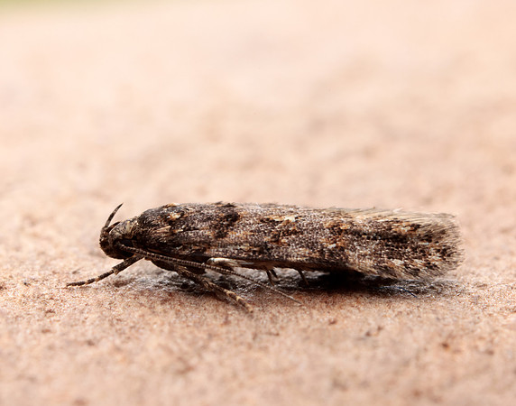 35.146 BF776 Teleiopsis diffinis