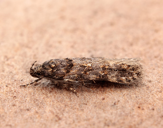 35.146 BF776 Teleiopsis diffinis