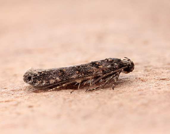 35.146 BF776 Teleiopsis diffinis