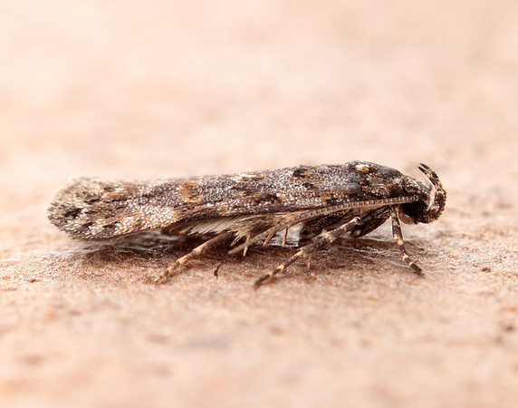 35.146 BF776 Teleiopsis diffinis