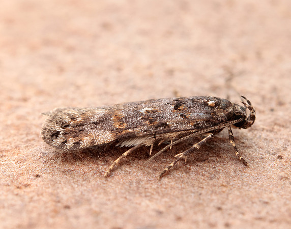 35.146 BF776 Teleiopsis diffinis