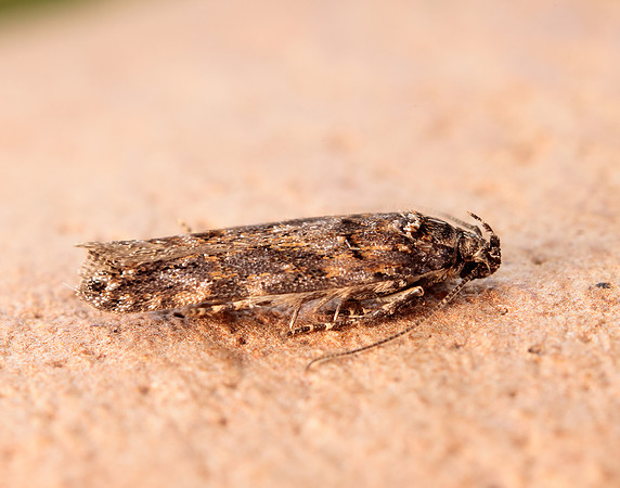 35.146 BF776 Teleiopsis diffinis