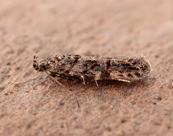 35.146 BF776 Teleiopsis diffinis