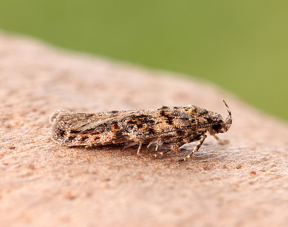 35.146 BF776 Teleiopsis diffinis