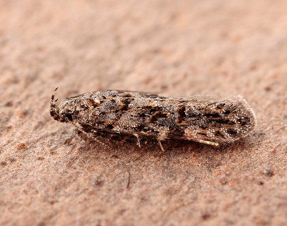 35.146 BF776 Teleiopsis diffinis