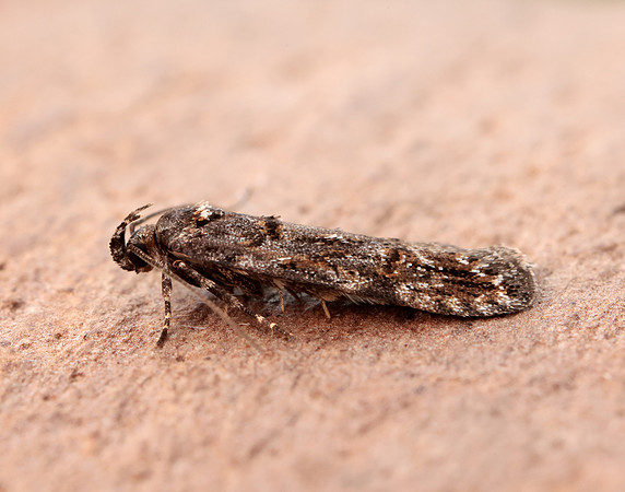 35.146 BF776 Teleiopsis diffinis