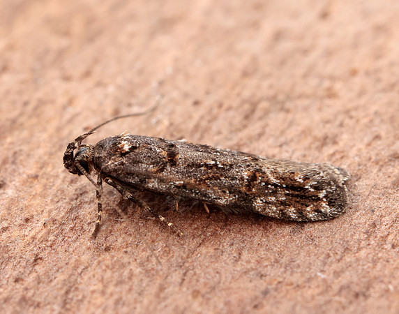 35.146 BF776 Teleiopsis diffinis