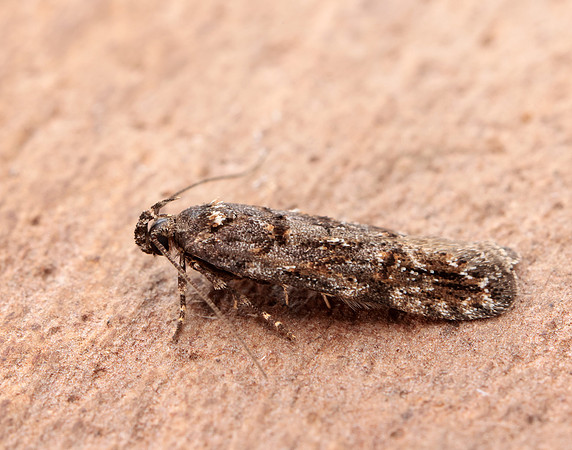 35.146 BF776 Teleiopsis diffinis