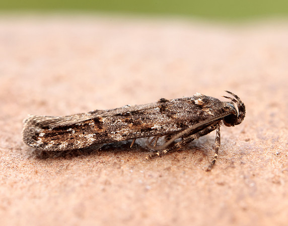 35.146 BF776 Teleiopsis diffinis