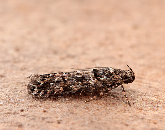 35.146 BF776 Teleiopsis diffinis
