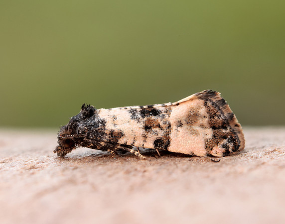 35.146 BF776 Teleiopsis diffinis