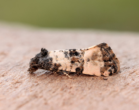 35.146 BF776 Teleiopsis diffinis