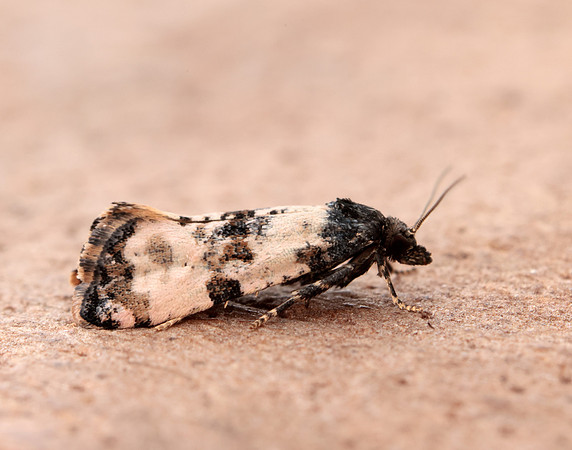 35.146 BF776 Teleiopsis diffinis