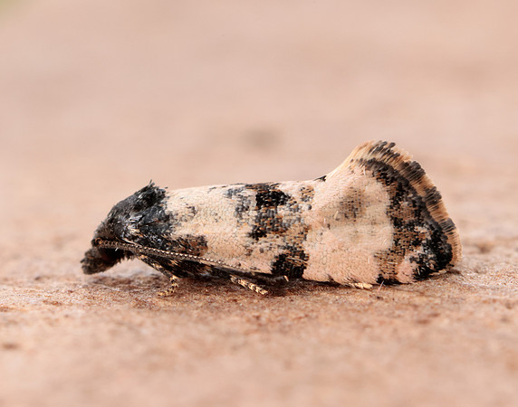 35.146 BF776 Teleiopsis diffinis
