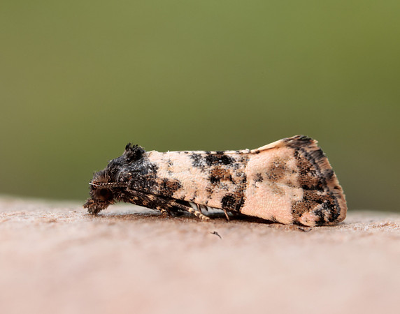 35.146 BF776 Teleiopsis diffinis