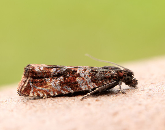 49.164 BF1067 Celypha cespitana