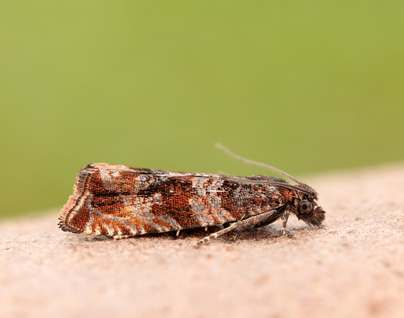 49.164 BF1067 Celypha cespitana