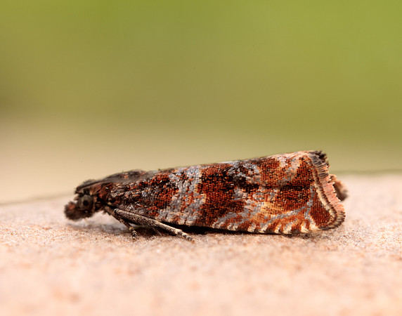 49.164 BF1067 Celypha cespitana
