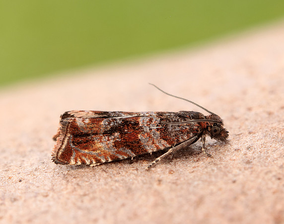 49.164 BF1067 Celypha cespitana
