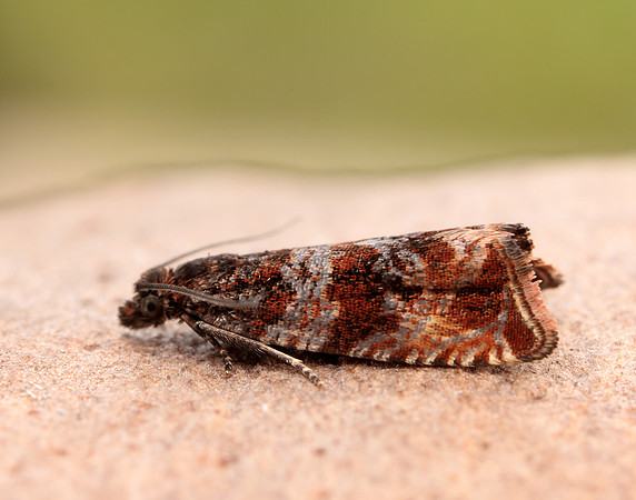 49.164 BF1067 Celypha cespitana