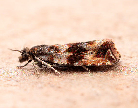 49.164 BF1067 Celypha cespitana
