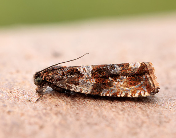 49.164 BF1067 Celypha cespitana