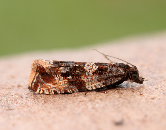 49.164 BF1067 Celypha cespitana