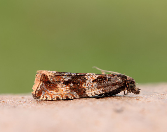 49.164 BF1067 Celypha cespitana