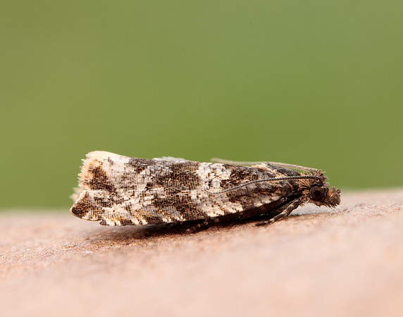 49.164 BF1067 Celypha cespitana