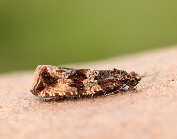 49.164 BF1067 Celypha cespitana