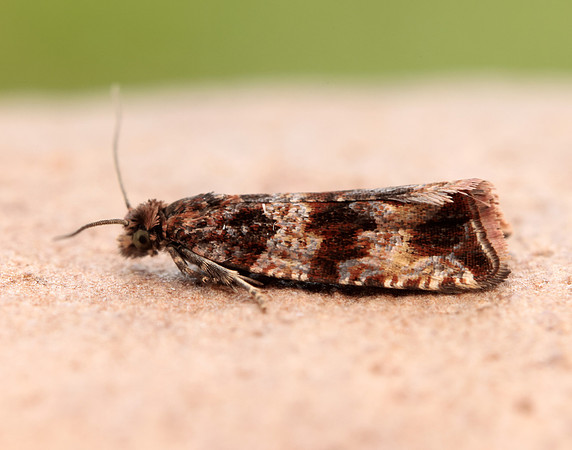 49.164 BF1067 Celypha cespitana