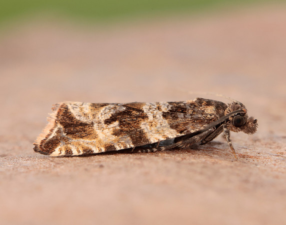49.164 BF1067 Celypha cespitana