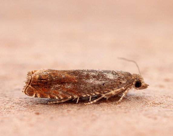 49.248 BF1139 Nut Bud Moth Epinotia tenerana