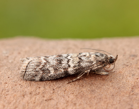 62.028 BF1454 Dioryctria abietella