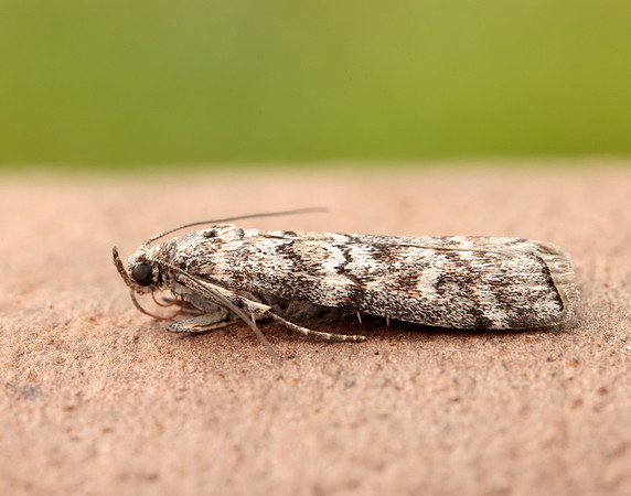 62.028 BF1454 Dioryctria abietella