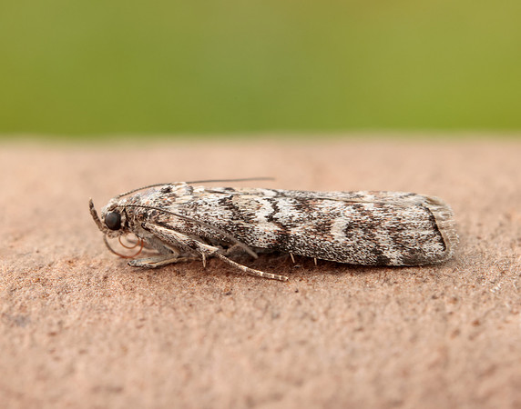 62.028 BF1454 Dioryctria abietella